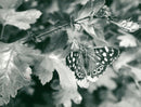 View of a peacock butterfly. - Vintage Photograph