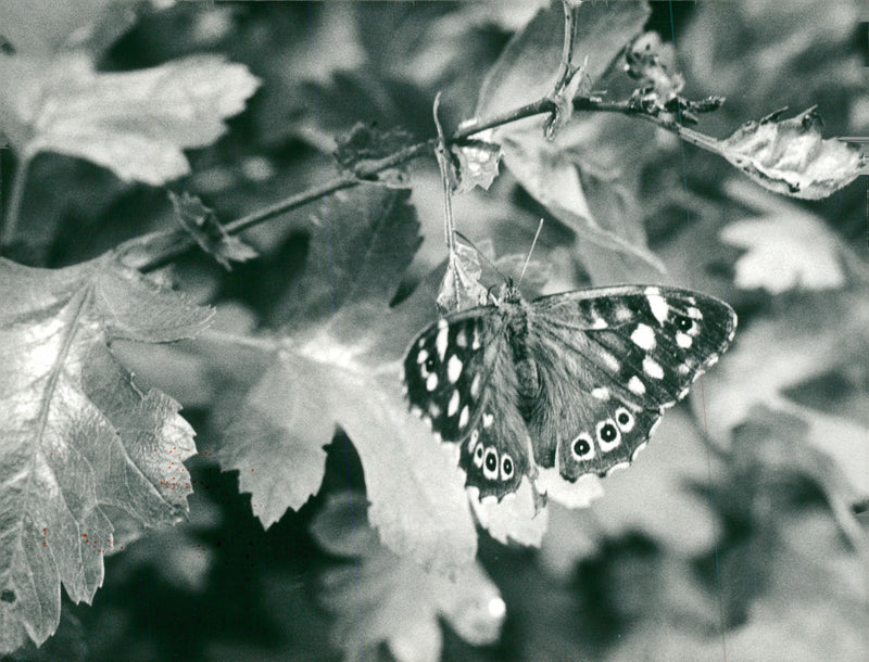 View of a peacock butterfly. - Vintage Photograph