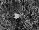 View of a peacock butterfly. - Vintage Photograph