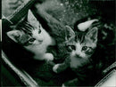 Swaff. Cat sanctuary. - Vintage Photograph