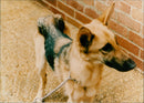 RSPCA, Rescued dog - Vintage Photograph