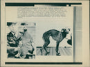 RSPCA,Rescued Duck & Dog - Vintage Photograph