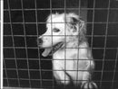 RSPCA dogs sanctuary - Vintage Photograph