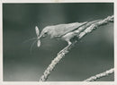Willow Warbler with daddy-long-leg fow chicks. - Vintage Photograph