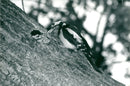 Woodpecker at its nesting hole - Vintage Photograph