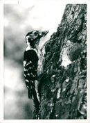 Lesser spotted Woodpecker feeding - Vintage Photograph