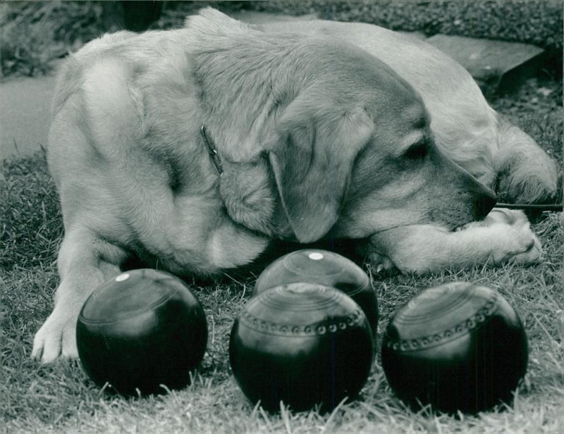 Blindness - Vintage Photograph