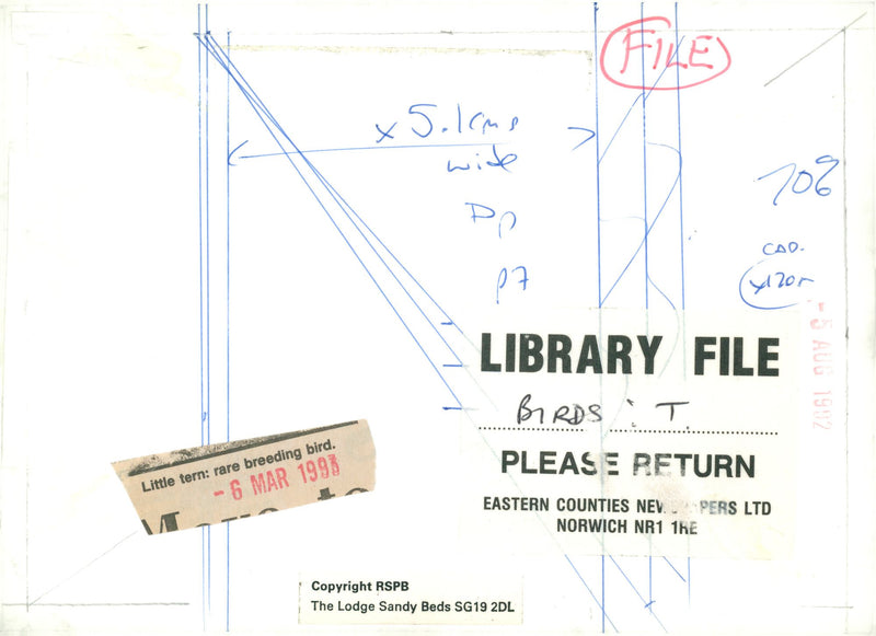 Little tern, rare breeding bird - Vintage Photograph