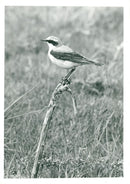 Wheatear - Vintage Photograph