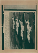 Aircraft military. - Vintage Photograph