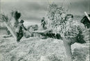 Threshing wheat. - Vintage Photograph