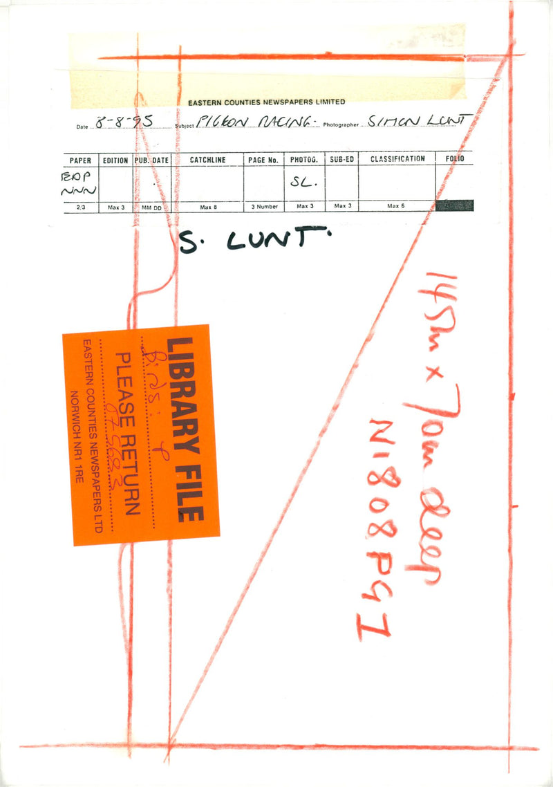 Pigeon racing. - Vintage Photograph