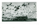 Pigeon racing. - Vintage Photograph