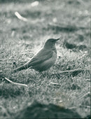 Birds - Vintage Photograph