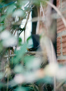 Birds - Vintage Photograph