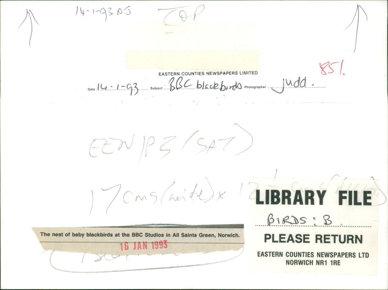 Birds - Vintage Photograph