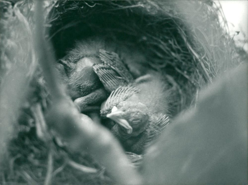 Birds - Vintage Photograph