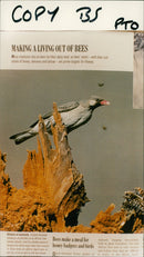 Birds - Vintage Photograph