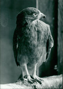 Birds - Vintage Photograph