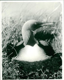 The arctic loon. - Vintage Photograph