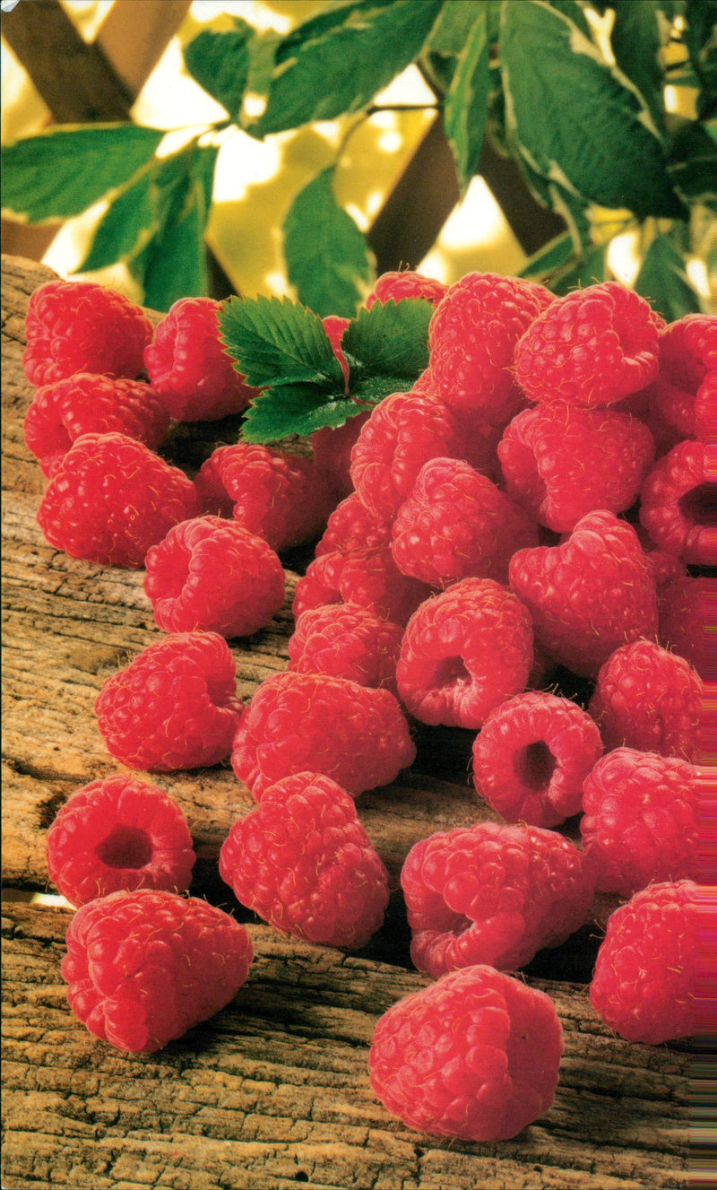 Fruit: Raspberry - Vintage Photograph