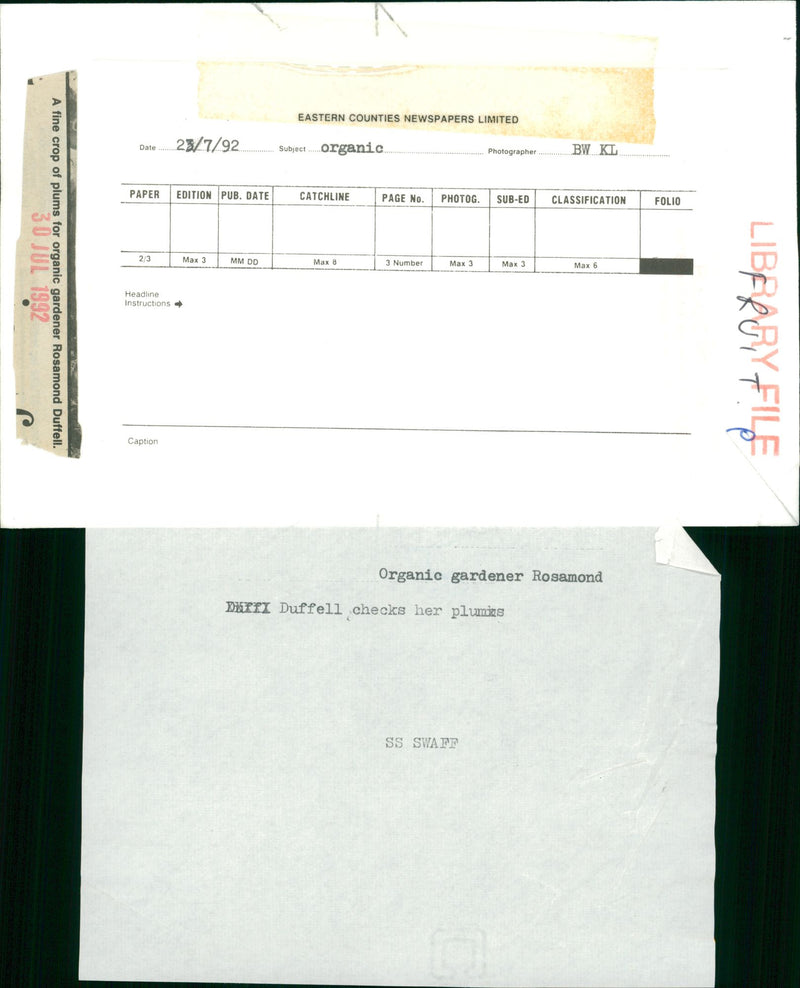 Fruit Plum: Rosemond Duffell - Vintage Photograph