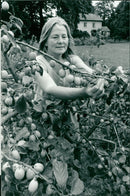 Fruit Plum: Rosemond Duffell - Vintage Photograph