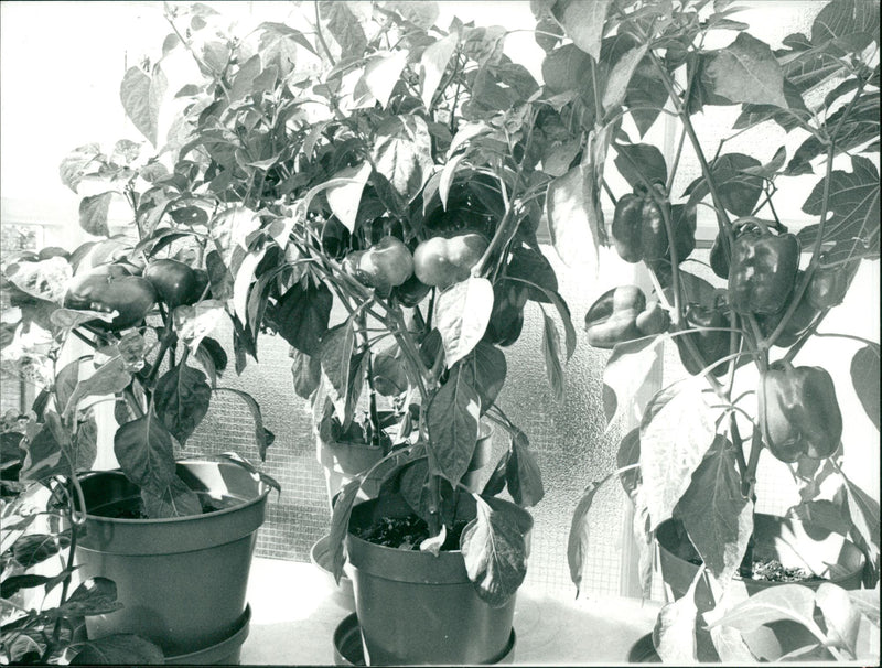 Fruit: Bell Pepper - Vintage Photograph