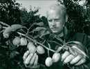 Fruit: Farm Manager David Wheeler - Vintage Photograph