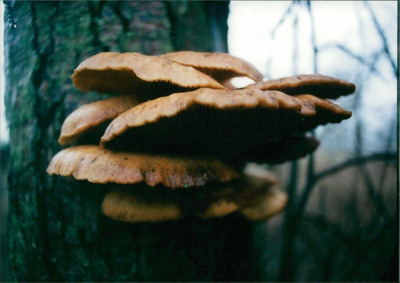 FUNGI - Vintage Photograph