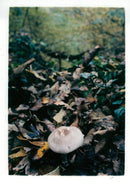 MUSHROOM - Vintage Photograph