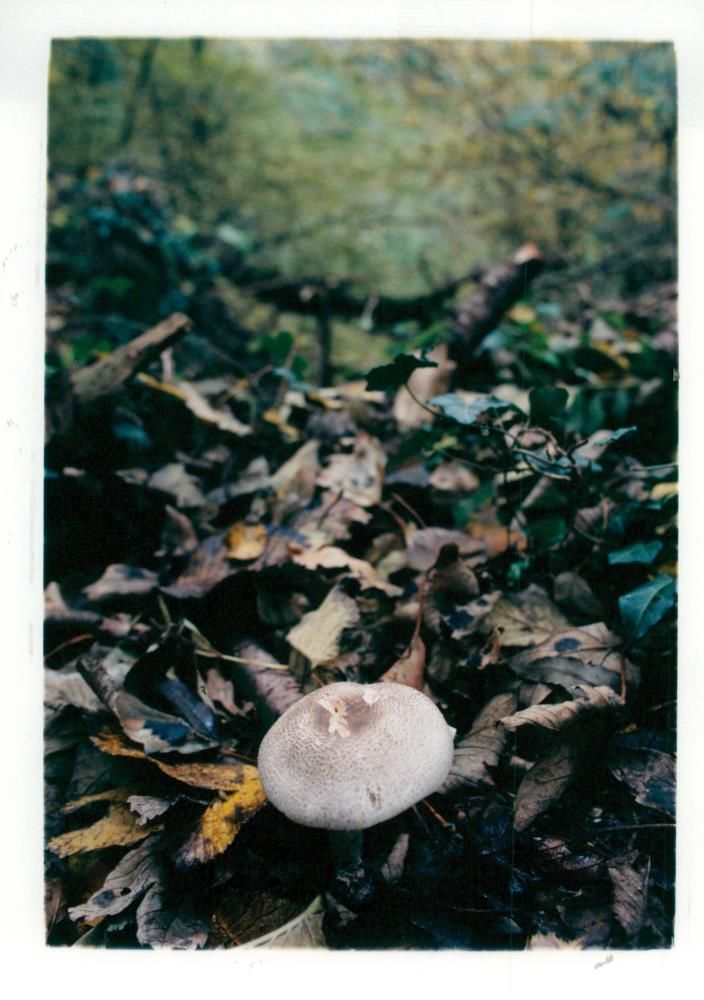MUSHROOM - Vintage Photograph