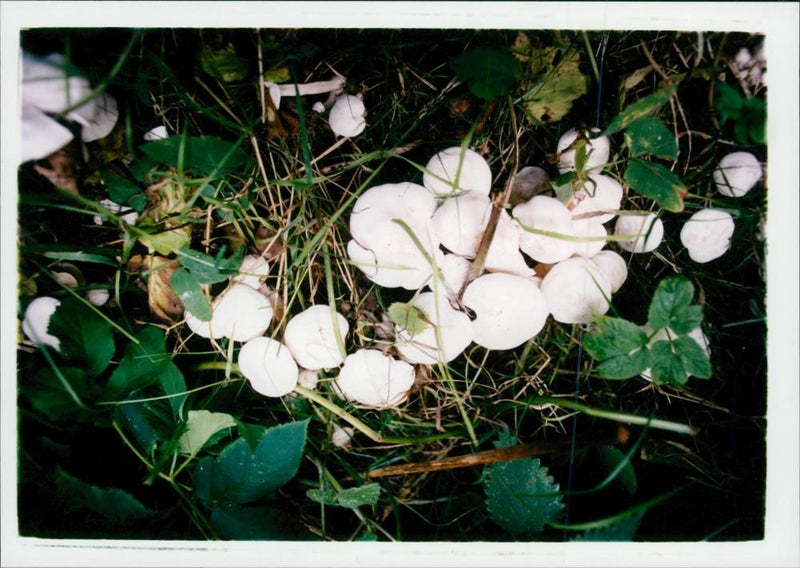 FUNGI - Vintage Photograph