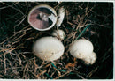 MUSHROOM - Vintage Photograph