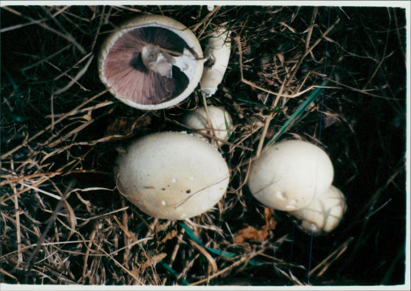 MUSHROOM - Vintage Photograph