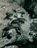 OYSTER MUSHROOMS - Vintage Photograph