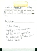 BURHAM MRT MUSHROOM - Vintage Photograph