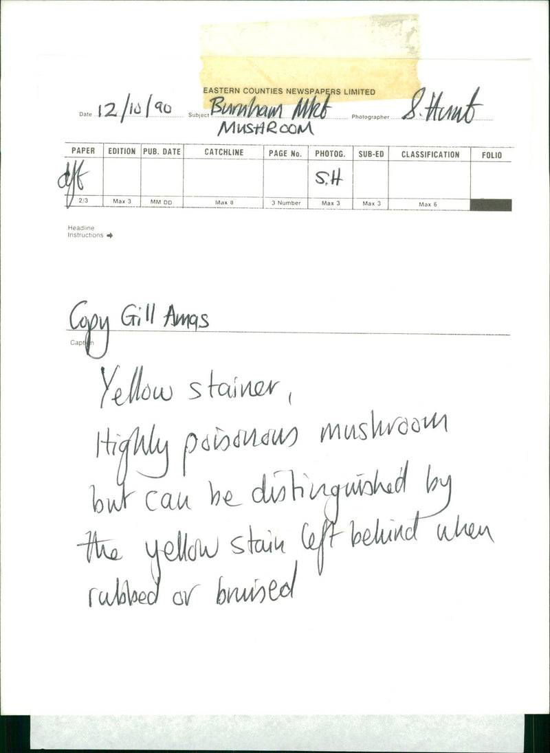 BURHAM MRT MUSHROOM - Vintage Photograph