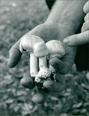 BURHAM MRT MUSHROOM - Vintage Photograph
