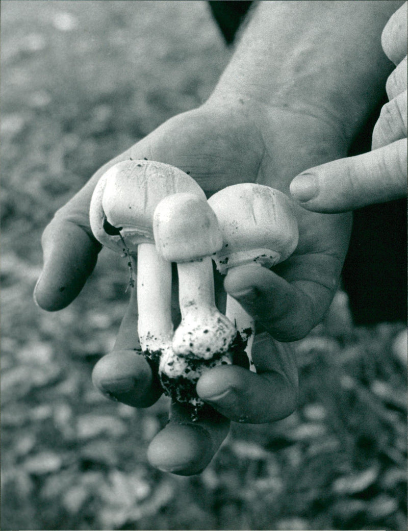BURHAM MRT MUSHROOM - Vintage Photograph