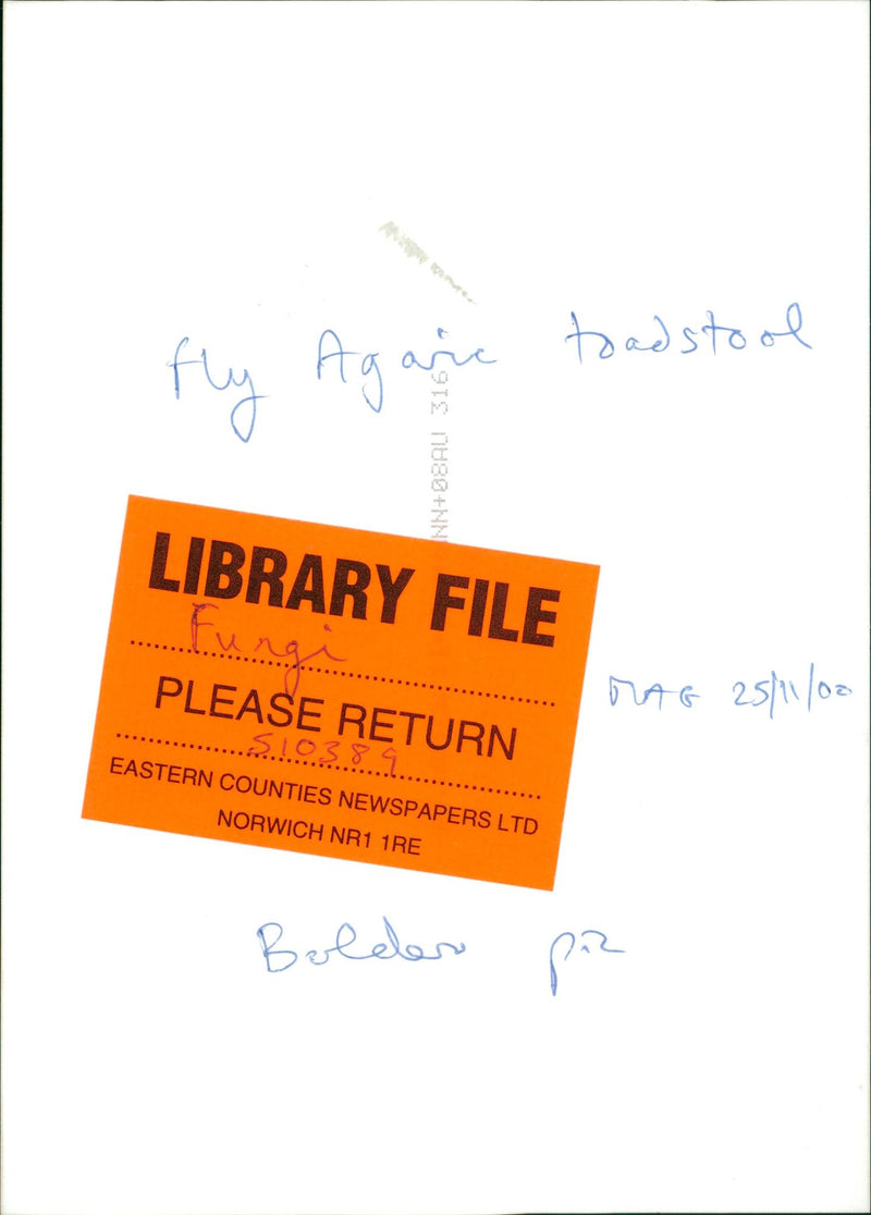 MUSHROOM - Vintage Photograph