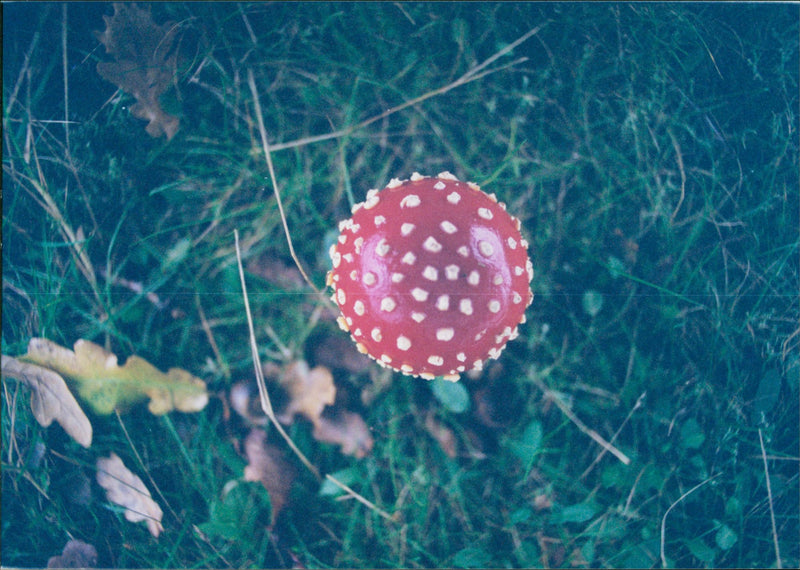 MUSHROOM - Vintage Photograph