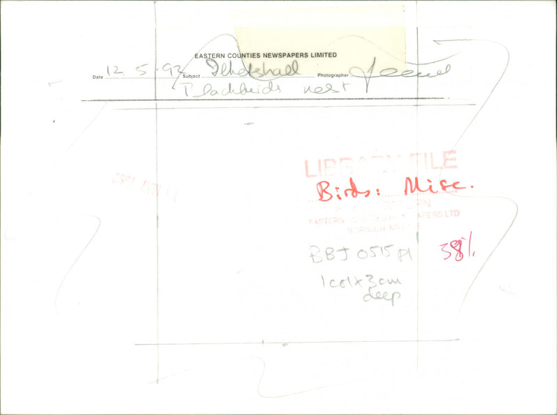 Birds - Vintage Photograph