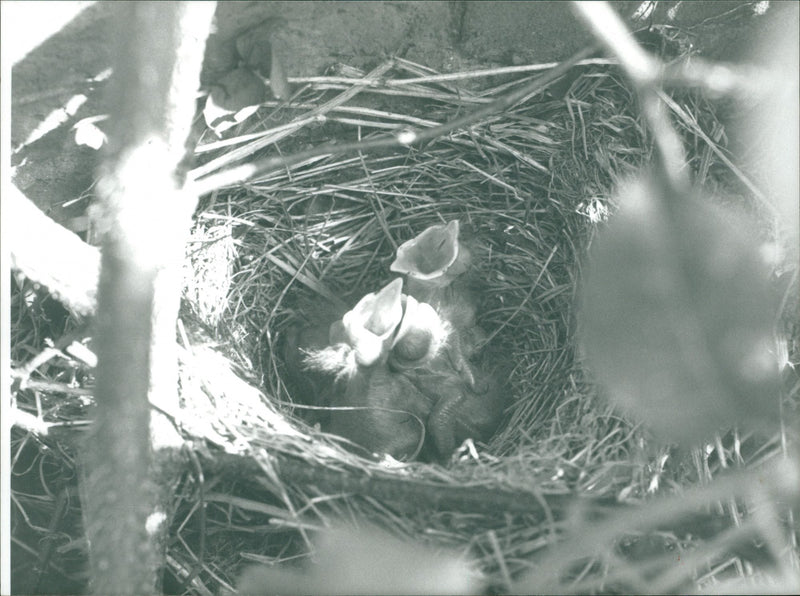 Birds - Vintage Photograph