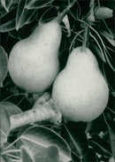 Fruit: Pear - Vintage Photograph