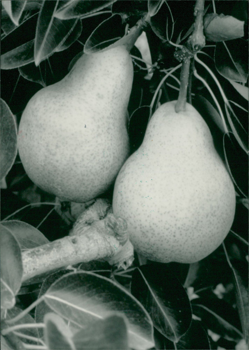 Fruit: Pear - Vintage Photograph