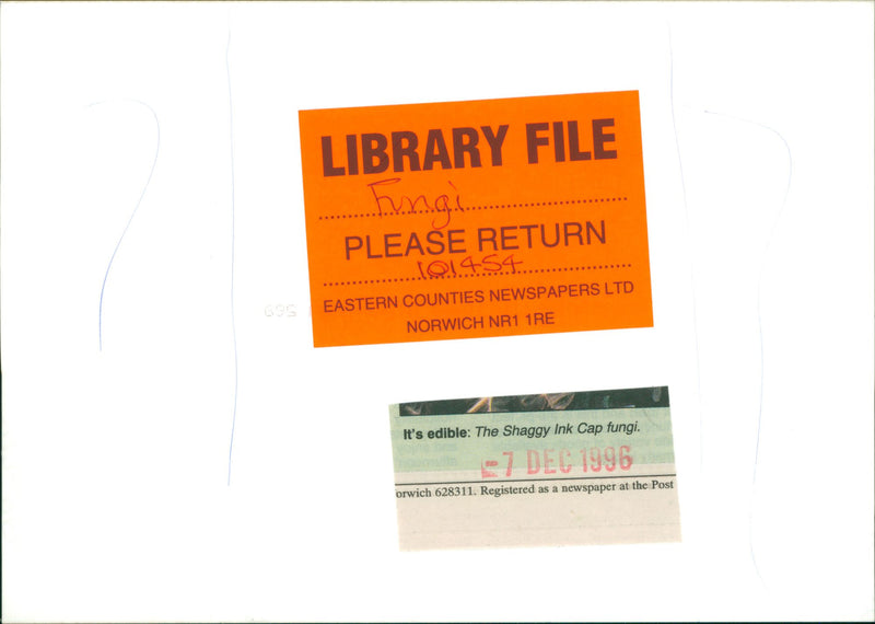 THE SHAGGY INK CAP FUNGI - Vintage Photograph