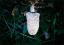 THE SHAGGY INK CAP FUNGI - Vintage Photograph