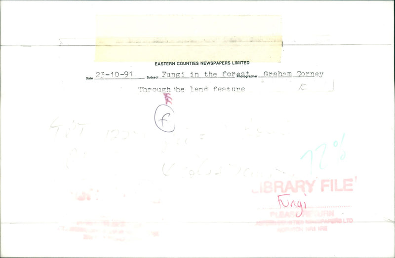 WOODLAND SPECIES LEPIOTA RHACODES - Vintage Photograph