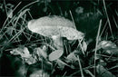WOODLAND SPECIES LEPIOTA RHACODES - Vintage Photograph